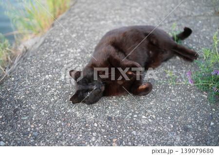 堤防で遊ぶ黒猫 139079680