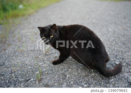 堤防で遊ぶ黒猫 堤防で遊ぶ黒猫 139079681