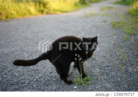 道端で遊ぶ黒猫 139079737