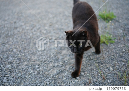 道端で遊ぶ黒猫 139079738
