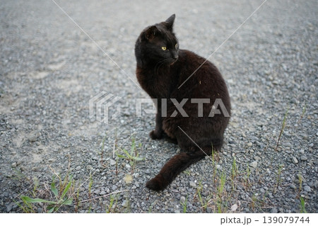 道端で遊ぶ黒猫 道端で遊ぶ黒猫 139079744