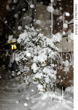 雪の積もった街路樹 雪の積もった街路樹 139079802