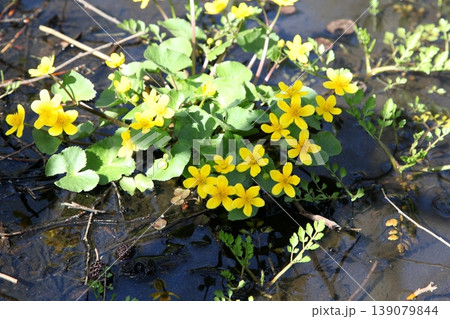 水辺で咲く黄色い花のリュウキンカ 水辺で咲く黄色い花のリュウキンカ 139079844