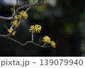 サンシュユの花・山茱萸・早春の花の代表格・果実は漢方薬 139079940