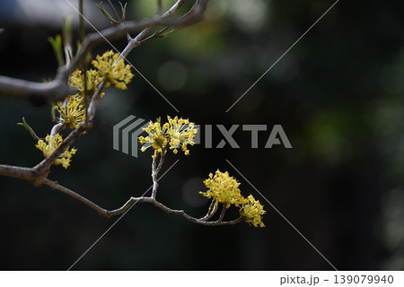 サンシュユの花・山茱萸・早春の花の代表格・果実は漢方薬 サンシュユの花・山茱萸・早春の花の代表格・果実は漢方薬 139079940
