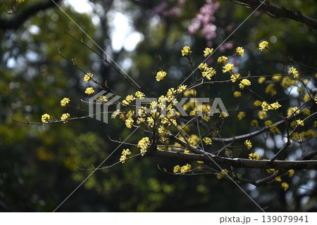 サンシュユの花・山茱萸・早春の花の代表格・果実は漢方薬 サンシュユの花・山茱萸・早春の花の代表格・果実は漢方薬 139079941