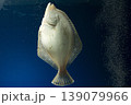 カレイ イシガレイ 海水魚 カレイ目のない側 カレイ腹側 カレイ裏側 カレイ イシガレイ 海水魚 カレイ目のない側 カレイ腹側 カレイ裏側 139079966
