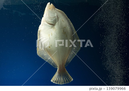 カレイ イシガレイ 海水魚 カレイ目のない側 カレイ腹側 カレイ裏側 カレイ イシガレイ 海水魚 カレイ目のない側 カレイ腹側 カレイ裏側 139079966