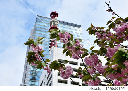 大手町高層ビルとお濠に咲く八重桜 139080105