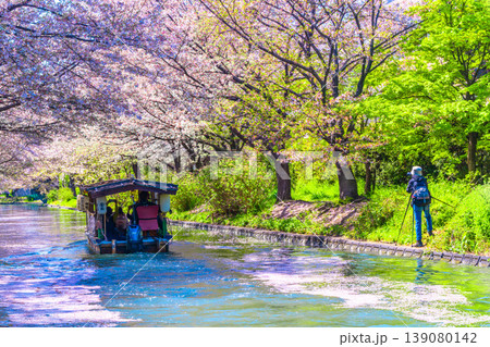 京都 伏見の十石舟と運河の桜 京都 伏見の十石舟と運河の桜 139080142