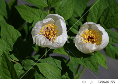 ヤマシャクヤクの花・山芍薬・石灰岩質の山地に自生・根に薬効 ヤマシャクヤクの花・山芍薬・石灰岩質の山地に自生・根に薬効 139080155