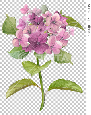 粉紅色繡球花的水彩插圖(莖長尺寸)。 粉紅色繡球花的水彩插圖(莖長尺寸)。 139080349