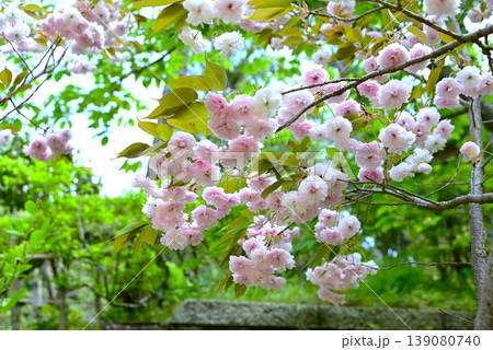 八重桜・牡丹桜・・日本の花の背景素材 八重桜・牡丹桜・・日本の花の背景素材 139080740
