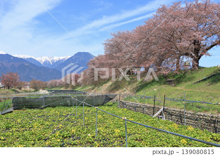 安曇野穂高の春　桜咲く穂高川わさび園 139080815