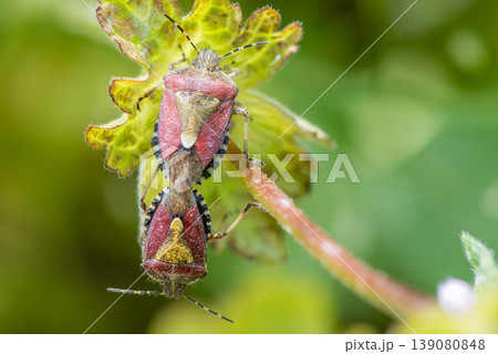 鮮やかな模様のブチヒゲカメムシのカップル 139080848