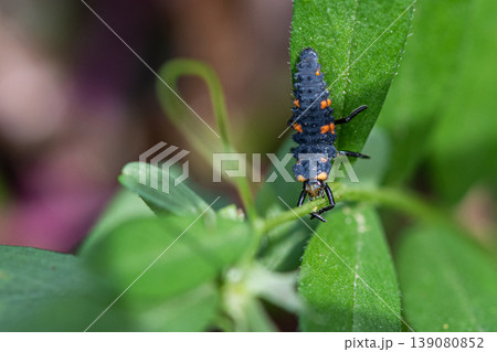 アブラムシを探すナナホシテントウの幼虫 アブラムシを探すナナホシテントウの幼虫 139080852