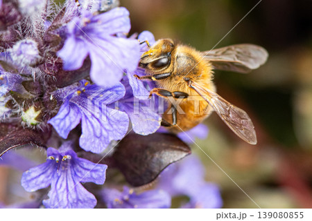 紫色の蜜を集めるセイヨウミツバチ 紫色の蜜を集めるセイヨウミツバチ 139080855