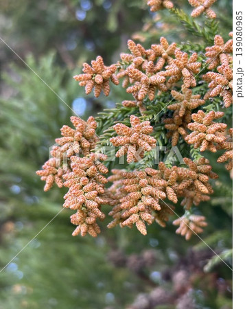 スギの花 スギの花 139080985