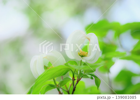 美しいハナミズキの花 美しいハナミズキの花 139081085