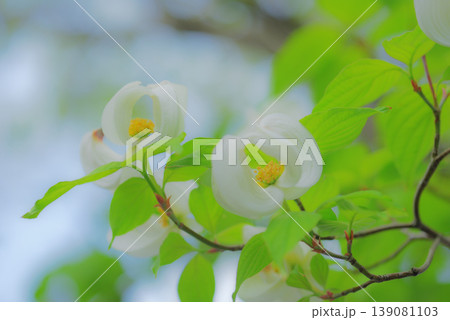 美しいハナミズキの花 美しいハナミズキの花 139081103