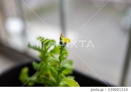プランターの中で咲いた可憐なレタスの花 139081310