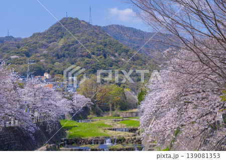 芦屋川沿いの桜並木　開森橋からの眺め 139081353