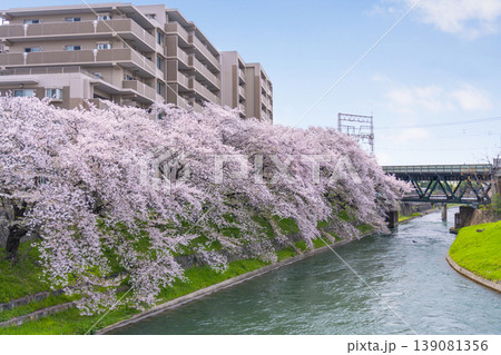 伏見インクラインの桜風景 139081356