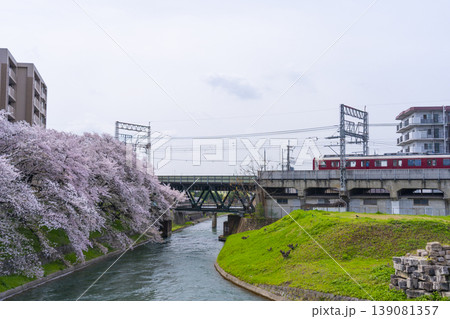 伏見インクラインの桜風景 伏見インクラインの桜風景 139081357