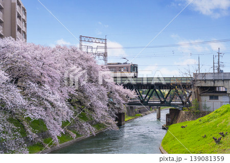 伏見インクラインの桜風景 139081359