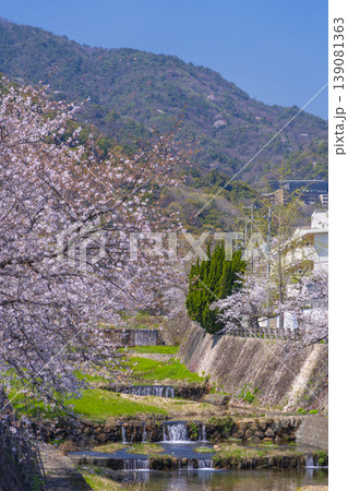 芦屋川沿いの桜並木　開森橋からの眺め 139081363