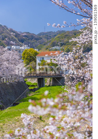 芦屋川沿いの桜並木　大僧橋が見える 139081369