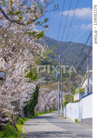 芦屋川沿いの桜並木 139081376