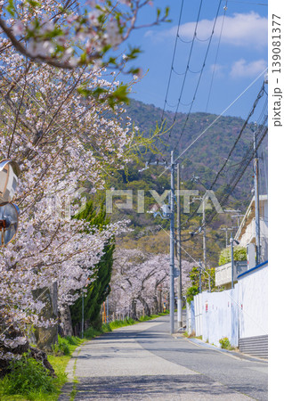 芦屋川沿いの桜並木 芦屋川沿いの桜並木 139081377
