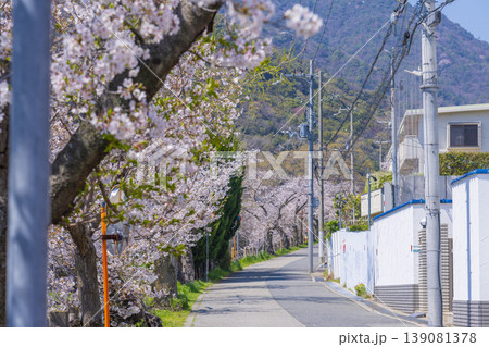 芦屋川沿いの桜並木 芦屋川沿いの桜並木 139081378