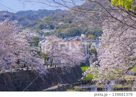 芦屋川沿いの桜並木　 139081379
