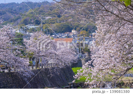 芦屋川沿いの桜並木　 139081380