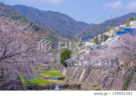 芦屋川沿いの桜並木 開森橋からの眺め 芦屋川沿いの桜並木 開森橋からの眺め 139081381