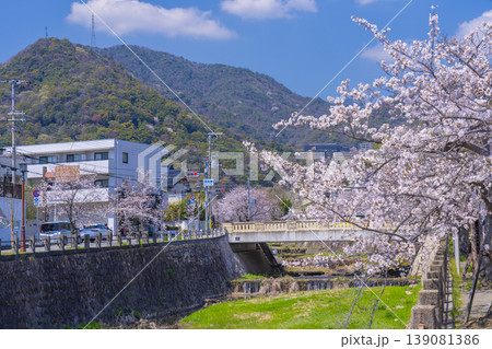 芦屋川沿いの桜並木　開森橋周辺 139081386