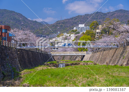 芦屋川沿いの桜並木 開森橋周辺 芦屋川沿いの桜並木 開森橋周辺 139081387