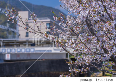 芦屋川沿いの桜並木 阪急芦屋川駅 芦屋川沿いの桜並木 阪急芦屋川駅 139081396