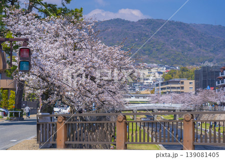 芦屋川沿いの桜並木 芦屋川沿いの桜並木 139081405