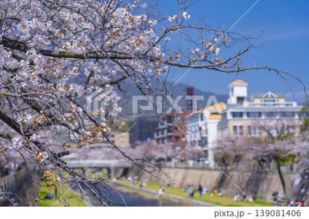 芦屋川沿いの桜並木 139081406
