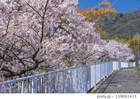 青谷川公園の桜 139081413