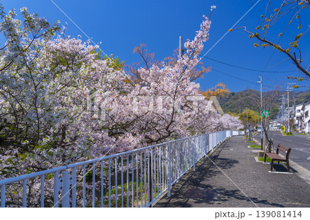 青谷川公園の桜 139081414