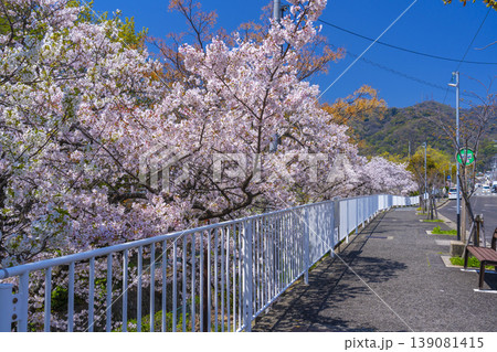 青谷川公園の桜 青谷川公園の桜 139081415