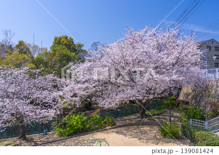 王子公園・青谷川公園の桜 王子公園・青谷川公園の桜 139081424