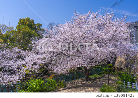 王子公園・青谷川公園の桜 王子公園・青谷川公園の桜 139081425