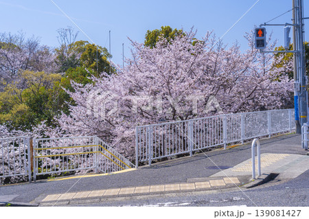 王子公園・青谷川公園の桜 王子公園・青谷川公園の桜 139081427