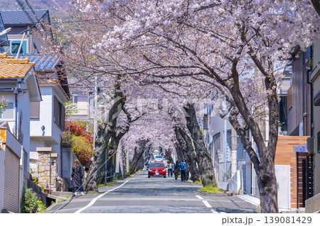 神戸市灘区 桜のトンネル 神戸市灘区 桜のトンネル 139081429