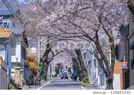 神戸市灘区　桜のトンネル 139081430